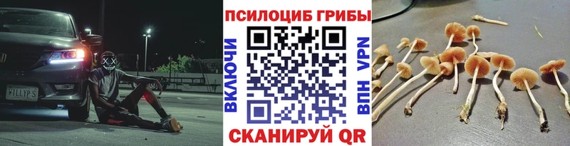 Галлюциногенные грибы мицелий  купить  цена  Гатчина 