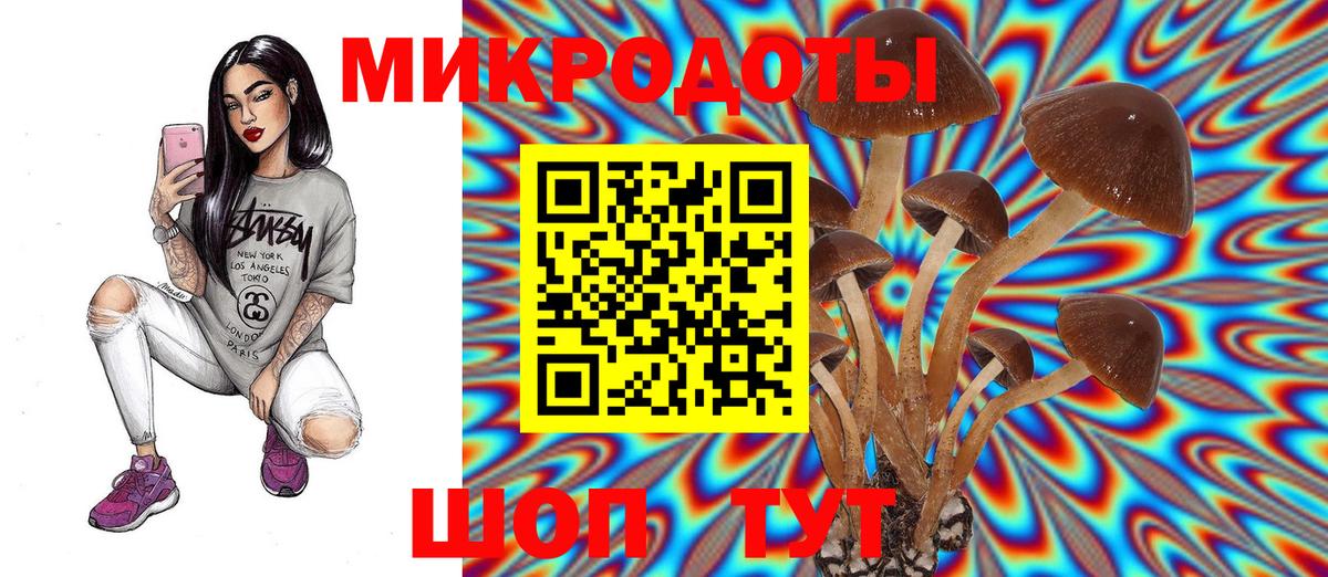 Псилоцибиновые грибы Cubensis  что такое   Гатчина 